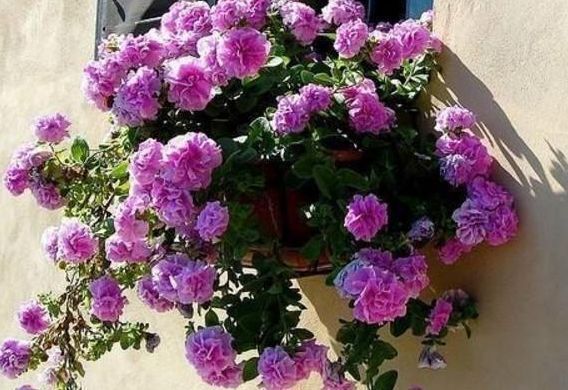 3种花花期最长,一次能开30朵,铺天盖地的花朵美极了