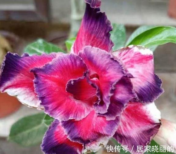 现在养沙漠玫瑰,耍点小手段,开花一波接一波,轻松开爆盆