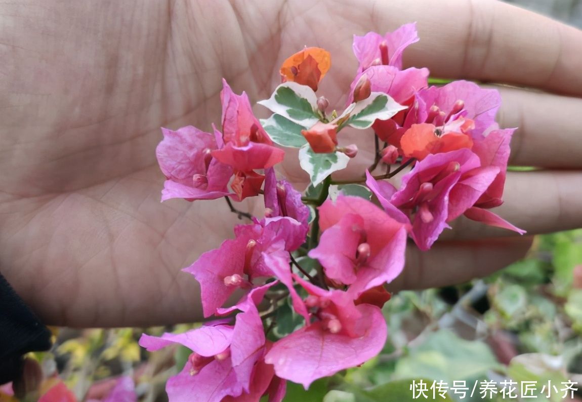 想不想三角梅夏季开花爆盆？达到3个“条件”，整个夏季开花不断