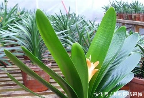 鲜艳|养君子兰,浇1杯“营养液”,7天冒花苞,花朵鲜艳,越长越美!