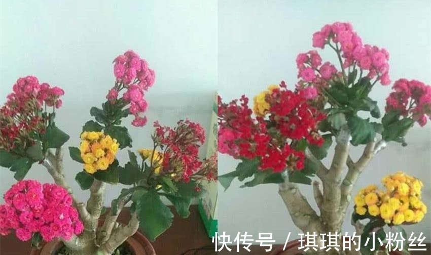 管理|立秋后,长寿花要想花苞累累,要怎样管理?