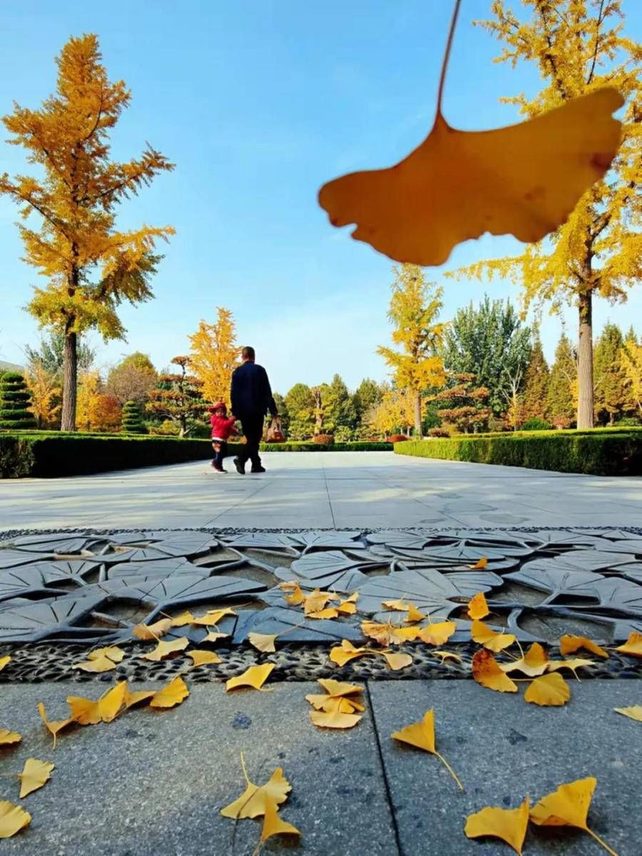 植物园：落叶缓缓扫，美景迟迟消|打卡落叶缓扫地 | 银杏