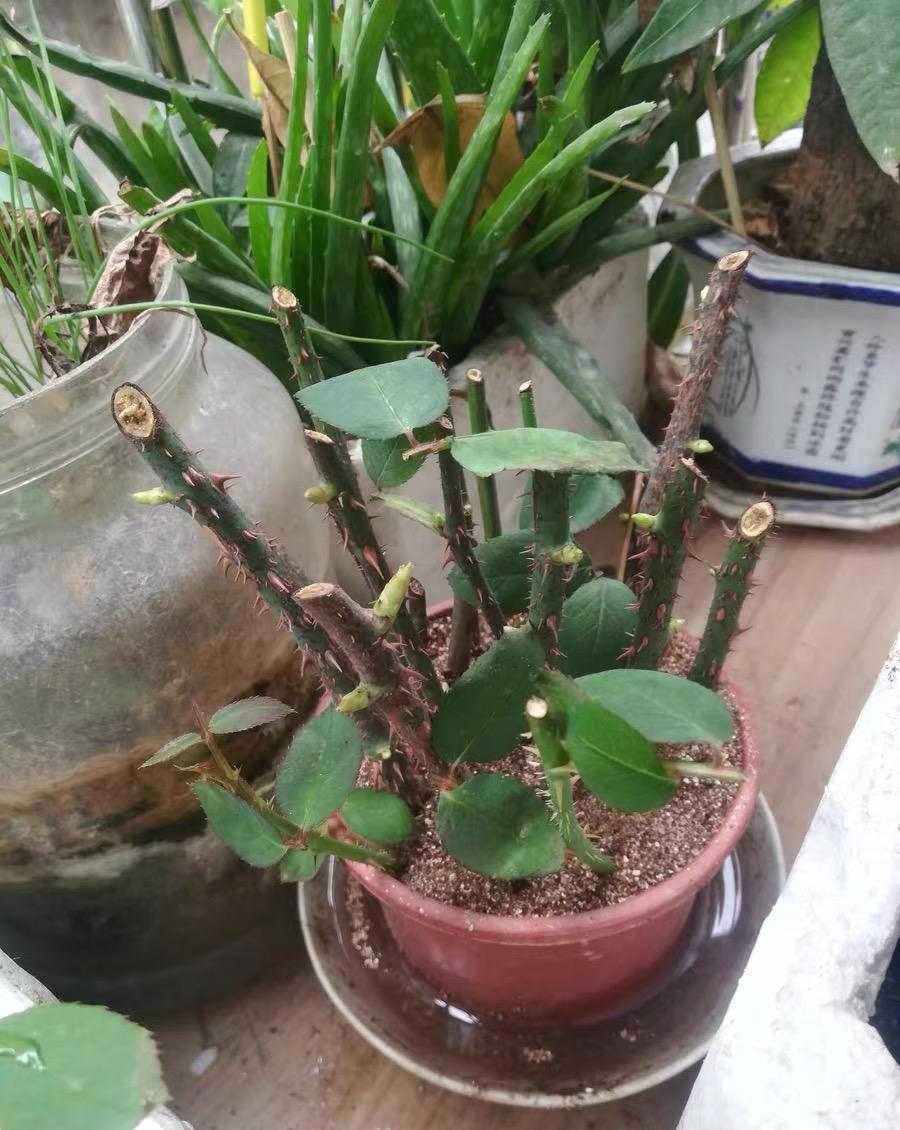 扦插月季活不了,土有问题,用蛭石扦插,发根率达到80%