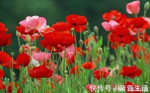 不宜|不宜养在家中室内的8种花,再美也别养,如果有快搬出去