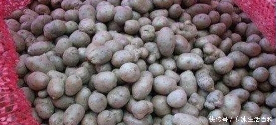 食欲|农村一种野生果子,看起来没有食欲,但是城里人花高价也没地方买