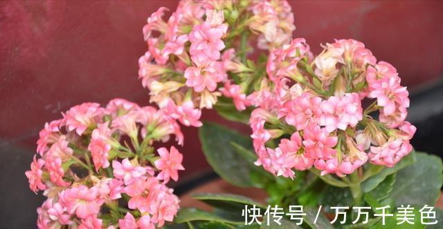 花卉|入秋后,这些花要早点进行翻盆换土的工作,才能叶绿根壮长势旺