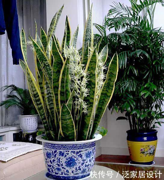 太阳花|8种“漂亮花”,堪称“不死花”,随便养一养,新芽爆满缸