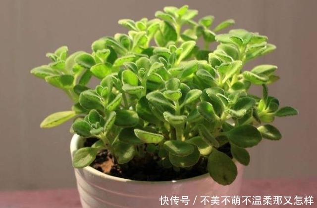 迷迭香|在办公室摆上这三种盆栽，淡淡清香飘满房间，美观还提神醒脑