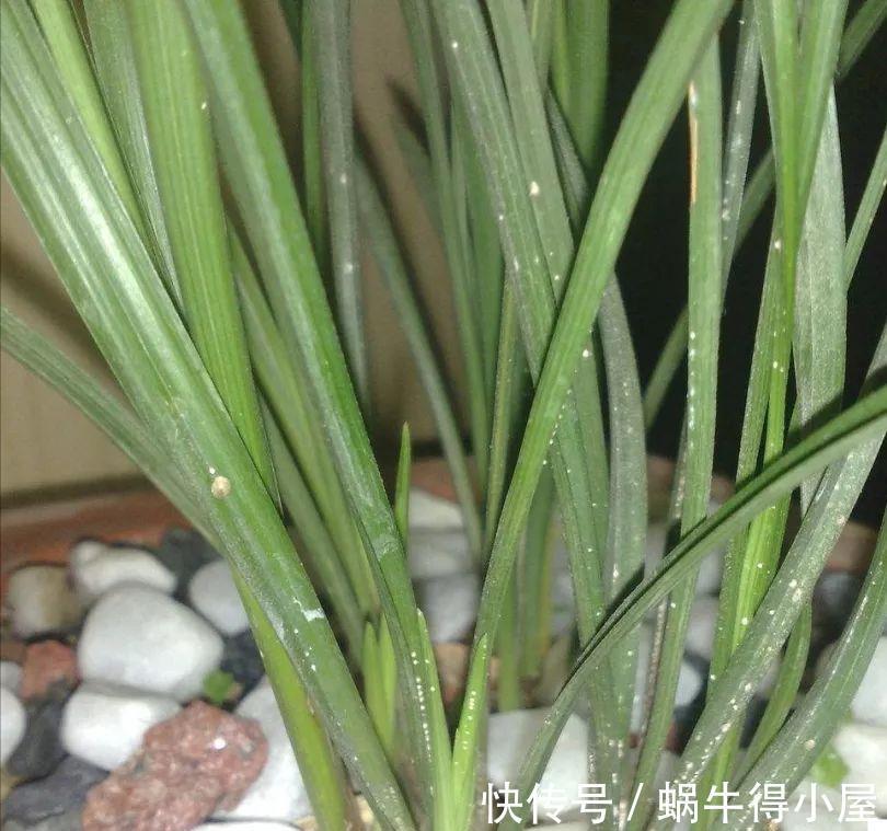 植株|盛夏兰花太“难养活”?做好5个重点,植株长得旺,花苞一大盆