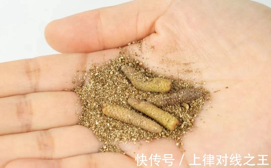 长筒花是“室内花量王者”,没光也能开爆盆,阳台党福音