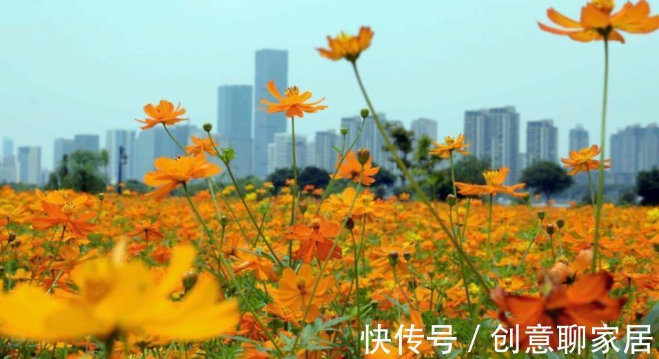 花海公园|打造花海很简单,种子撒下去就成,福州几个地方四季都是花海