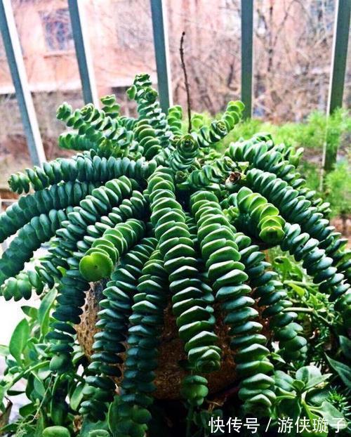 多肉钱串子扦插技巧,成活率99%,轻松一盆变多盆