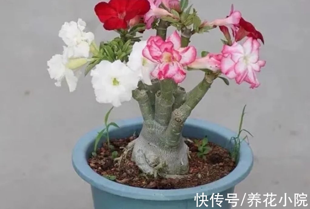 6种喜阳光的花,春天多搬出来晒太阳,长得旺开花多