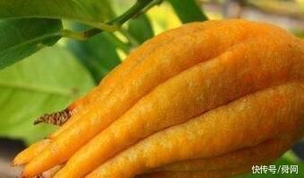 恐怖、凶残，会吃动物的植物大盘点