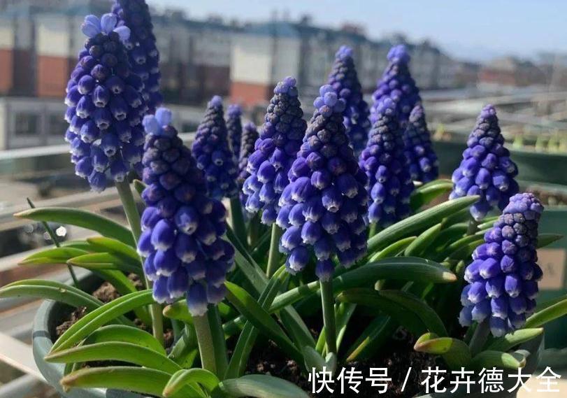 养护|适合秋季养殖的3种球根植物，阳台盆栽，2个月就开花，美极了