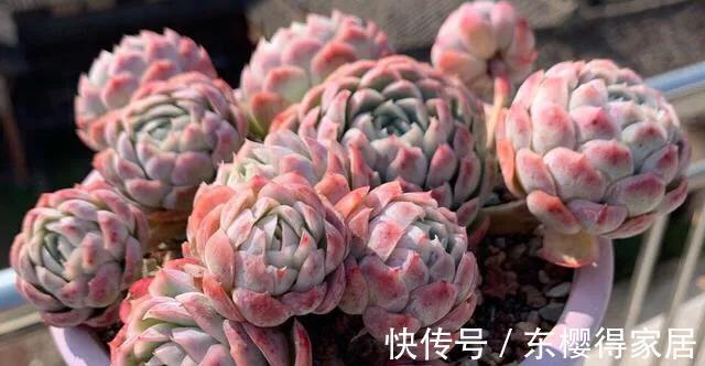 色彩斑斓|多肉冰梅这么养，能爆盆易变美，色彩斑斓惹人醉，还有迷人的香味