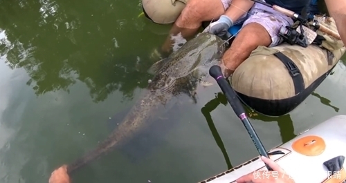 两人强强联手钓获大鱼，忍不住举起大鲶鱼，网友：只有羡慕的份