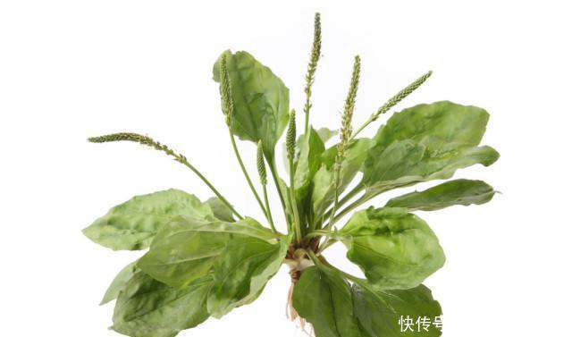 菊苣|我们的祖先如何对抗痛风有3种神奇植物，还有1种常见野草！