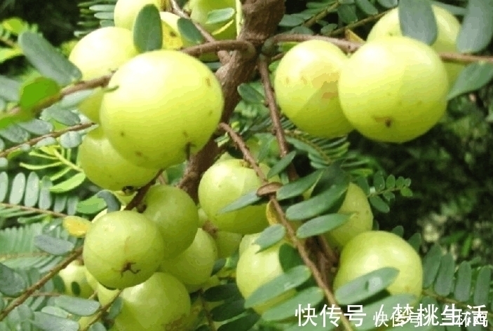 油甘果|“天然止咳药”找到了,常用此果泡水喝,坚持7天,冬天不咳嗽