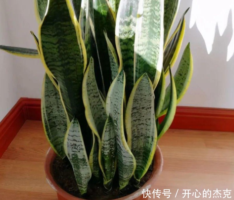 盆栽|室内盆栽植物,选花卉不如养绿植,这4款堪称一绝