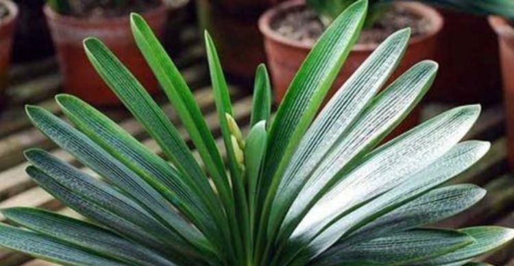 养君子兰“不要等”,盆里加“1物”,快速出箭开出“大花球”