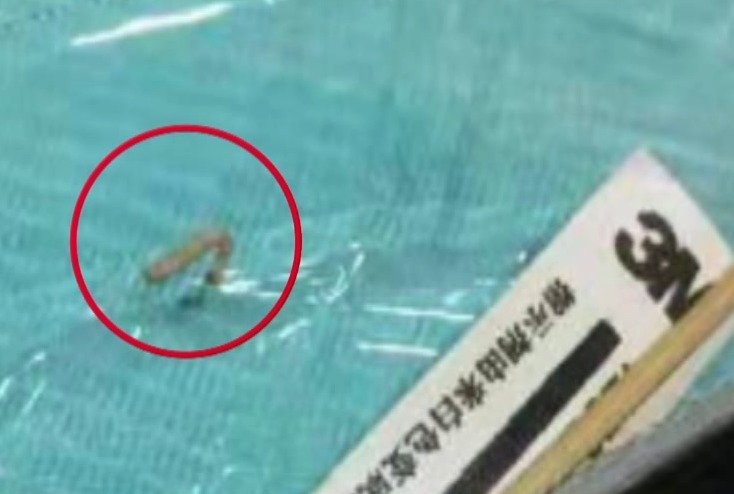 口腔|小伙牙疼去拔牙,揪出1厘米长活虫