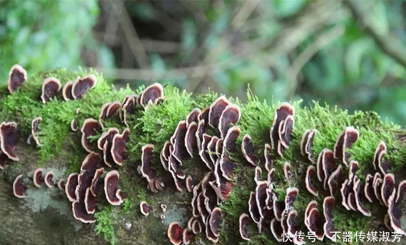 红池秀|桂林红溪！溪红池秀、瀑美石奇、树怪藤古合为六绝