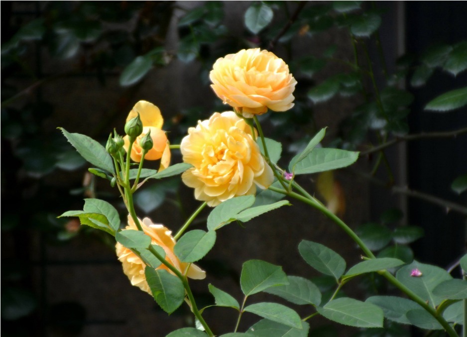 月季想插好，两点要做到，快速生根易成活，新芽多多开爆盆