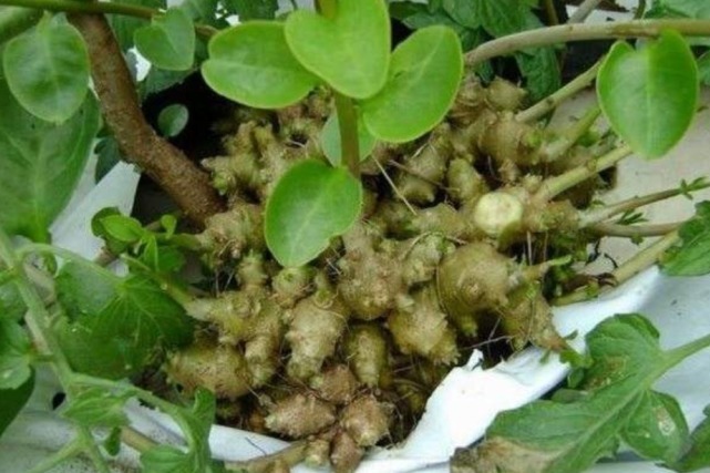 落葵薯|这种杂草叫藤三七,房前屋后都有,每斤100多块钱