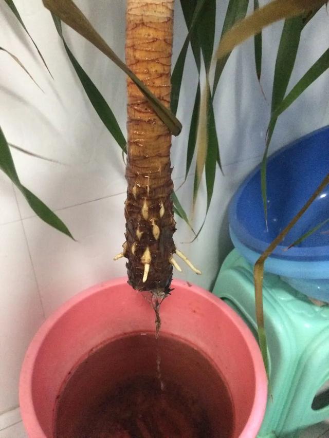 叶子|嫌花长的丑,趁现在砍头,满盆都是新叶子!