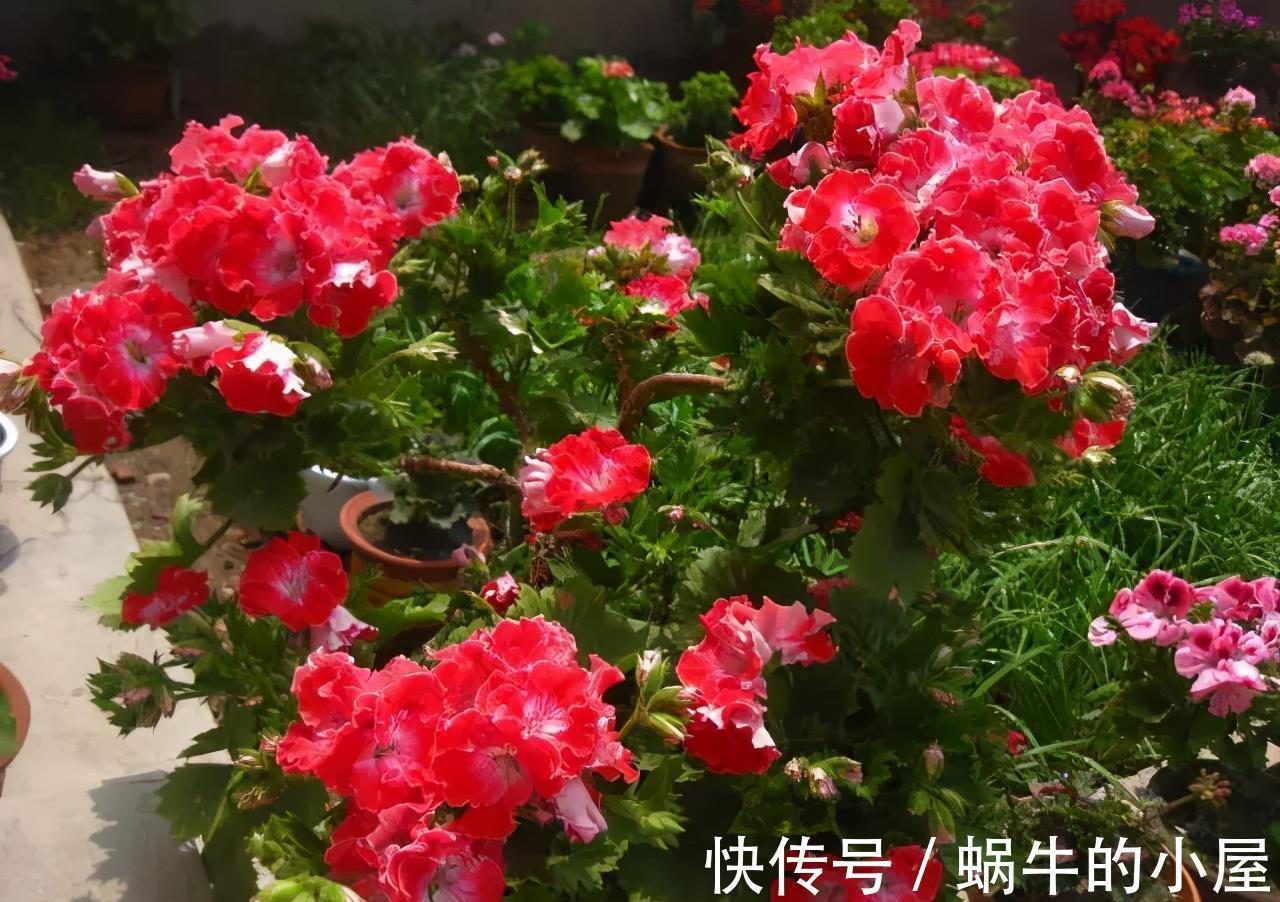 铁线莲|6种“漂亮花”,立秋后快施肥,叶片杠杠厚,花苞挤满盆