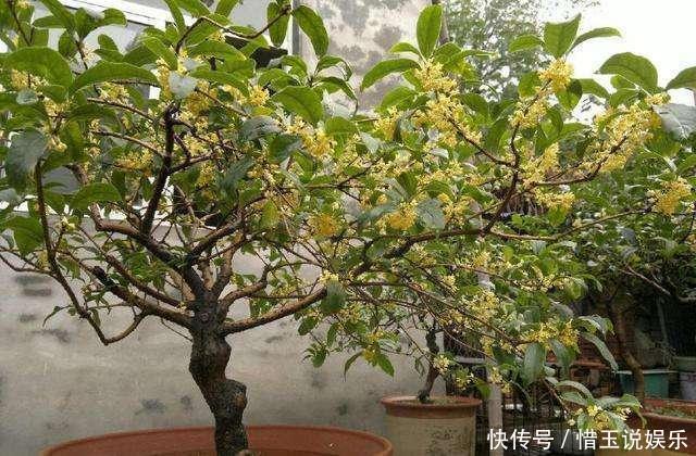 绣球花|这几种花入秋就别动了,剪错地方花芽全掉了,明年开花都成问题