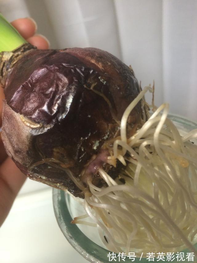 富贵竹|扔花正当时!垃圾桶边看到4种花,赶紧捡回家,一个月就能大变样