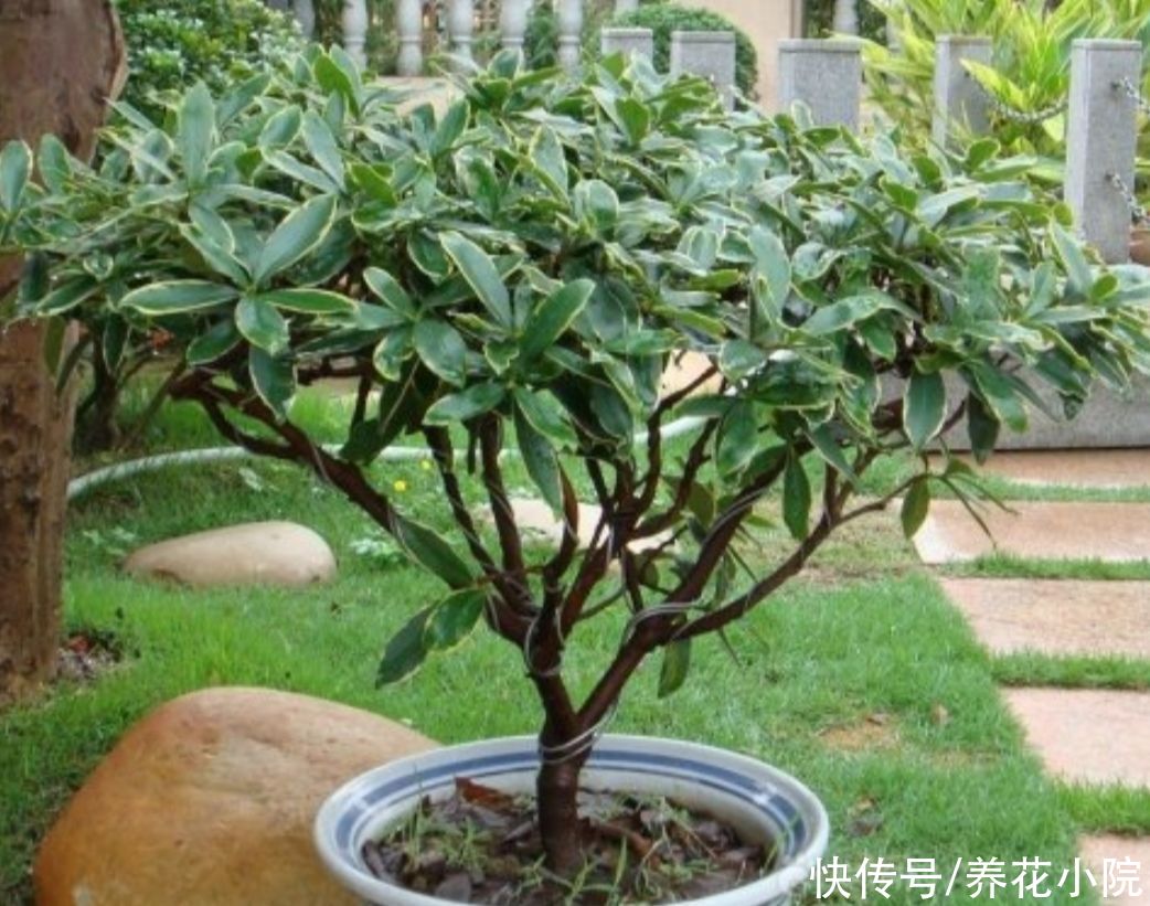 养护|瑞香开始长花芽，给它做好4个方面的养护，花期才能大量开花