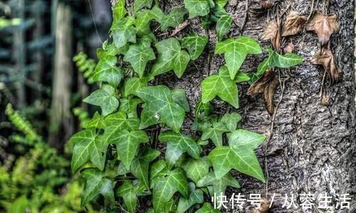 植物|新房入住最怕有甲醛,有钱人都养上这些植物,身体越住越健康