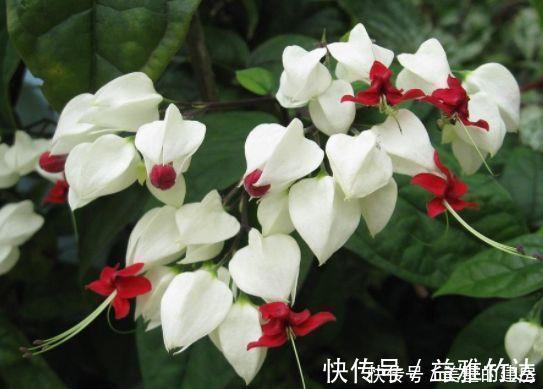 绣球花|4种盆栽花，全年有花开，种植很容易，值得栽培