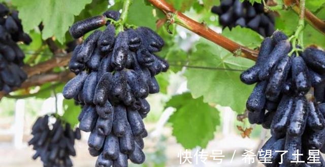 香味|院子里种点果树试试吧,寓意好,果肉软糯奶香味,甜而不腻!