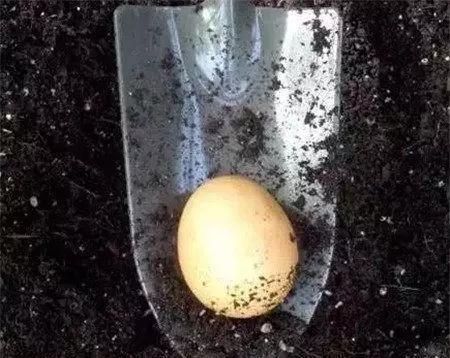 花儿|养花肥:盆里放个蛋,1年不用施肥,花儿照样开爆盆!