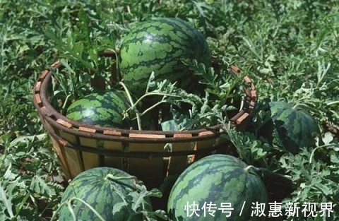 柚子|夏天3种水果要少吃,越吃湿气越重,很多人傻傻不清楚!