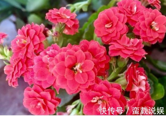 4种“幸福花”,漂亮寓意好,开花好兆头,富贵招财滚滚来!