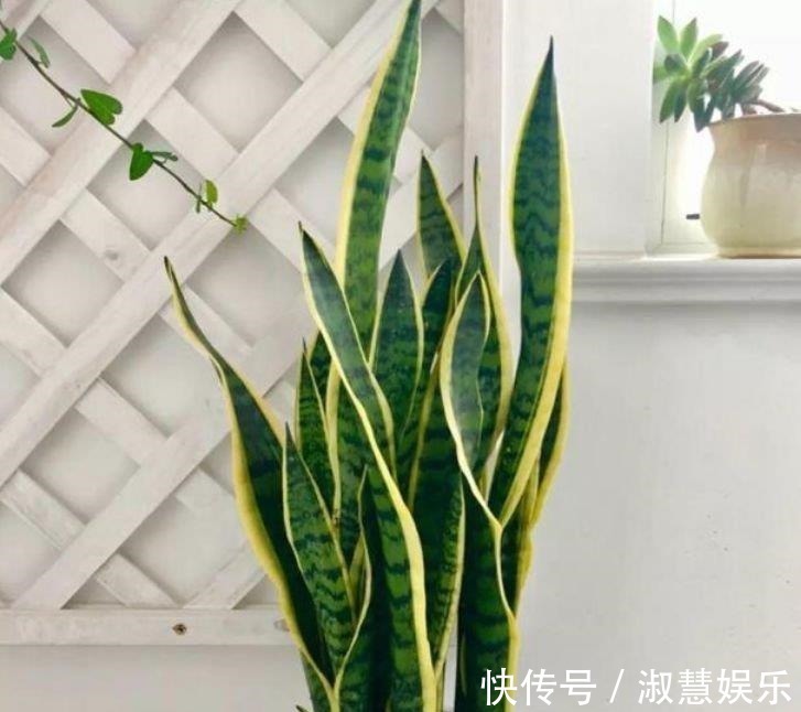 夏天家里养此款花,人养花,花也养人,空气清香去异味,漂亮好养