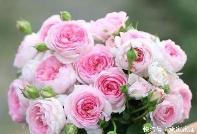 多头花|家里要养4种花,开花吉祥又喜庆,花开就爆盆,漂亮又好养!