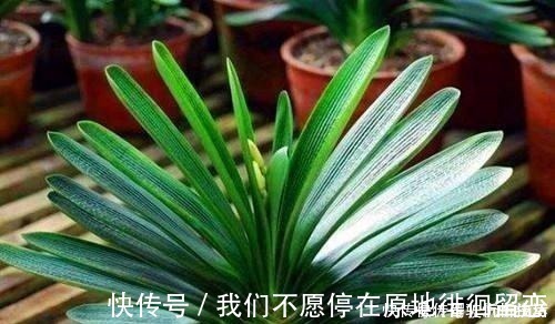 君子兰生长静止了,来几杯“唤醒水”,叶子窜得快花箭冒出来!