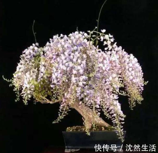 耐寒|5种花冬天再冷也不怕，年前搬进室内，过年就开花，喜庆又漂亮！