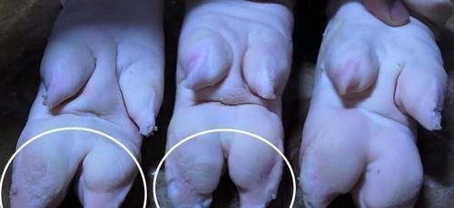 酱猪蹄，不用香料不用盐，只加3种调料，猪蹄软烂又筋道，特简单