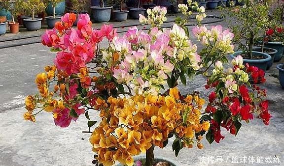 一棵三角梅,想开出五颜六色的花,此“方法”最靠谱,2分钟学会!