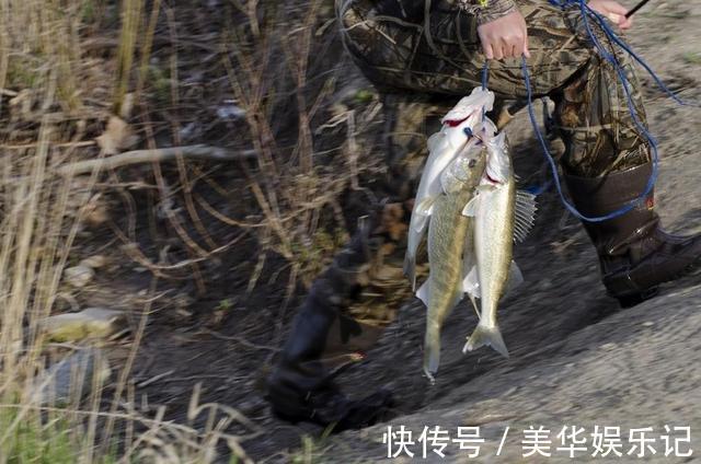 临沂|凶猛梭鲈鱼入侵山东多地，临沂钓鱼人：钓了几条，以为是鳜鱼