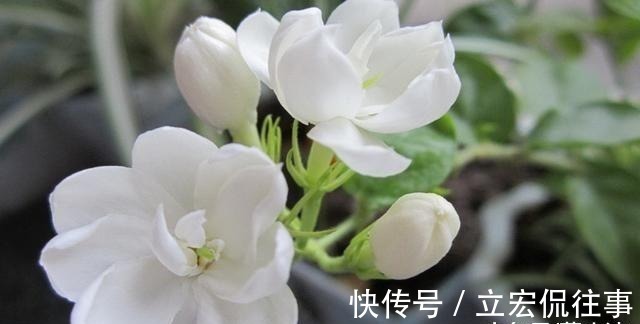 栀子花|家里种上这5种香花, 一年四季不出门都能闻到花香。