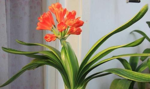 君子兰不开花,却不知道问题在哪?老花匠:这些地方有讲究