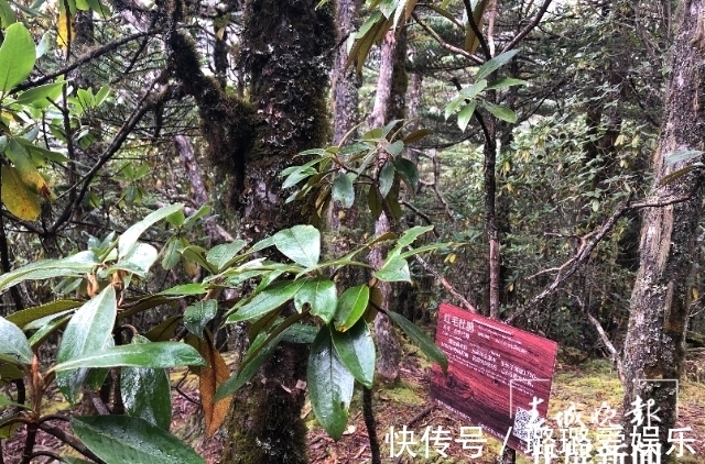 自然保护区|国庆来这里！100亩高山杜鹃园让人着迷，还有轿子山的风光美景